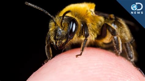 Laura Gets Stung By a Bee In a Special Place